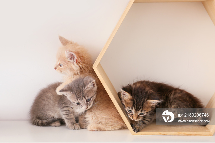 Cute funny kittens on shelf