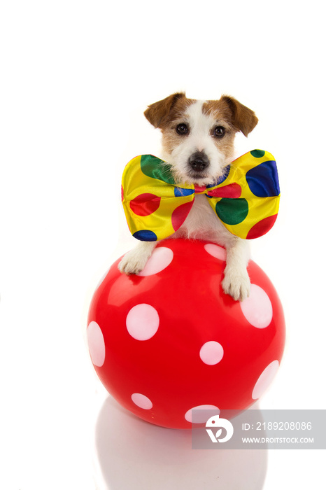 FUNNY DOG DRESSED AS A CLOWN WITH A RED BALL MAKING A TRICK. JACK RUSSELL COSTUME FOR CARNIVAL OR HA