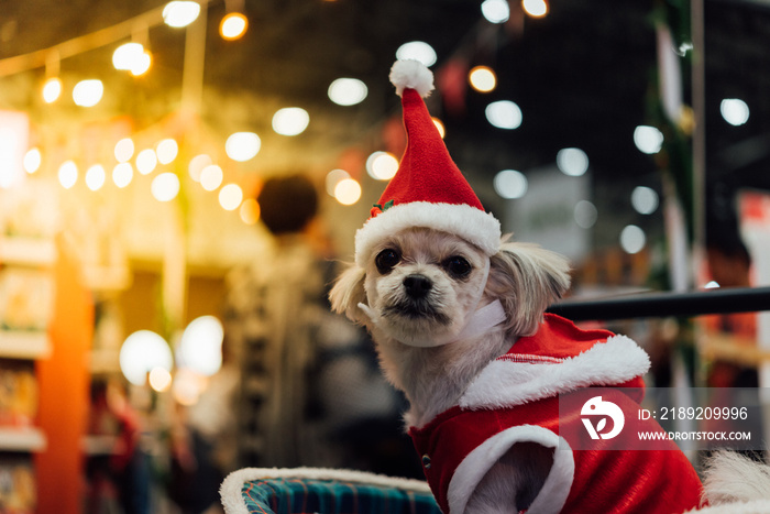 Sweet dog with santa claus dress and light bokeh