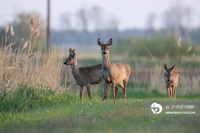 Rehwild im Frühjahr