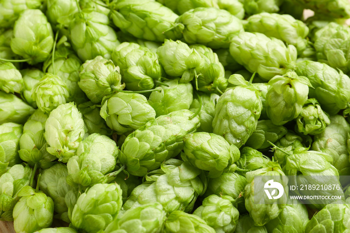 Fresh green hops as background