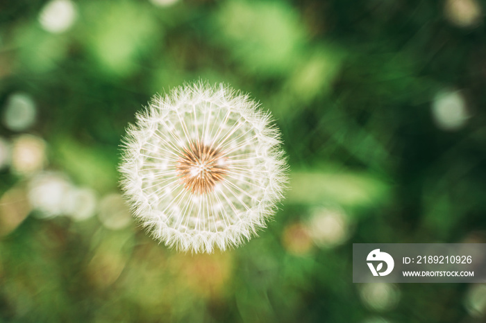 A beautiful Dandelion flower