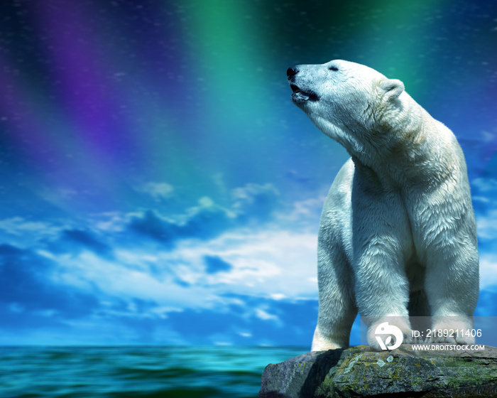 Polar bear stand on the rock in the middle of the sea. Change climate or global warming theme.