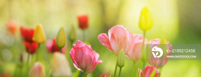 rote und gelbe Tulpen in der frühen Vormittagssonne, Panorama