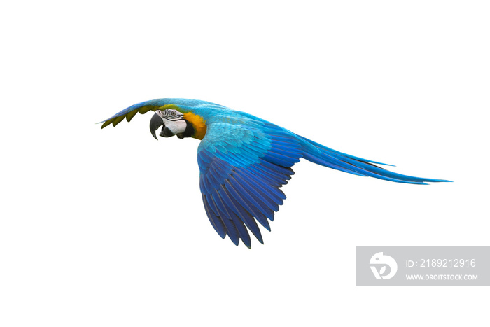 Blue and gold macaw flying isolated on white background