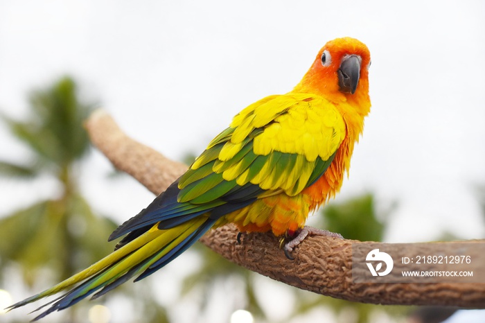 parrot on a branch