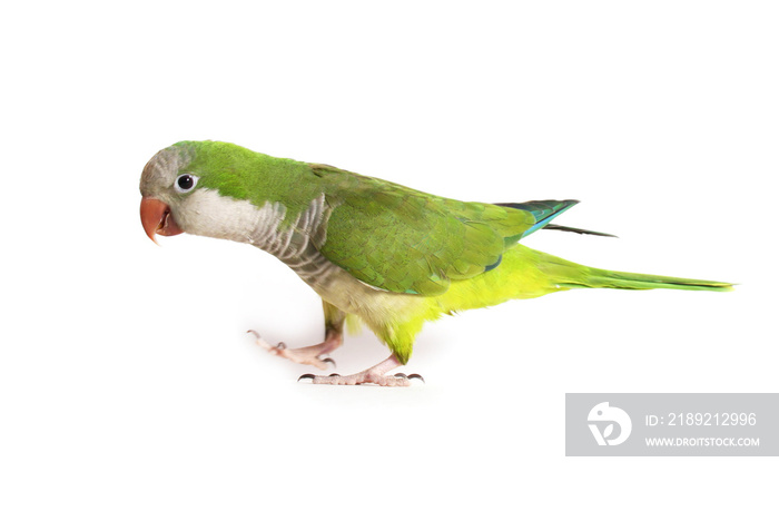 Quaker Parrot Isolated on White Background
