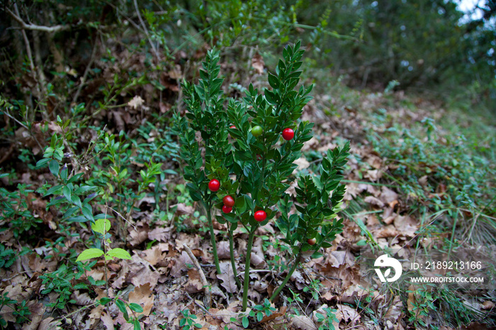 俄罗斯烟草公司（Ruscus acuretus L.）