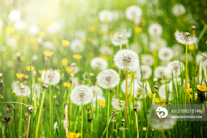 Dandelions on a summer meadow