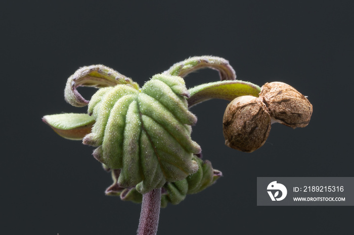 Cannabis seedling showing cotyledons and seed husk