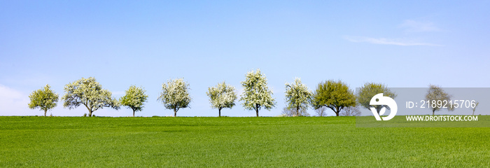 blooming trees in a row at the horizon