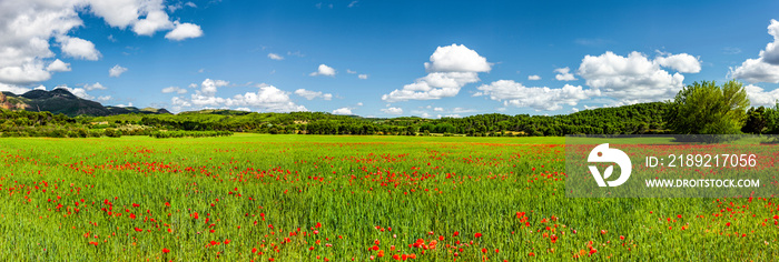 Mohnblumen Feld mit Blauem Himmel Panorama