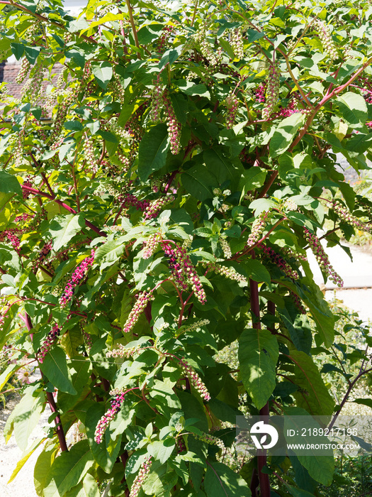 Beeren von Phytolacca americana oder Kermesbeere mit zunächst grüne, rot und färben sich im Laufe de