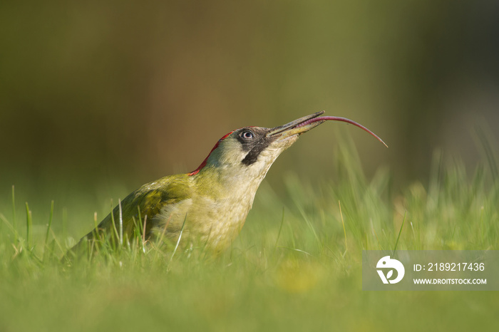 Gruenspecht Picus viridis