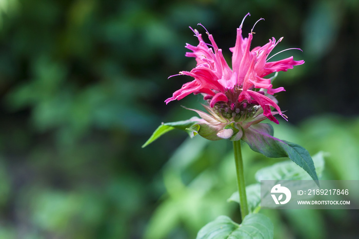 红Monarda（Monarda didyma）花朵特写