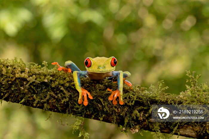 Red-eyed tree frog on branch (Agalychnis callidryas), Costa Rica