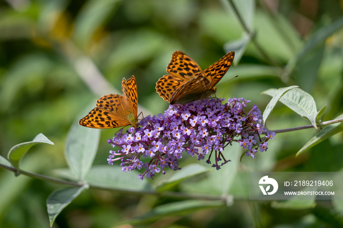 银洗贝母（Argynnis paphia）以Buddleia为食