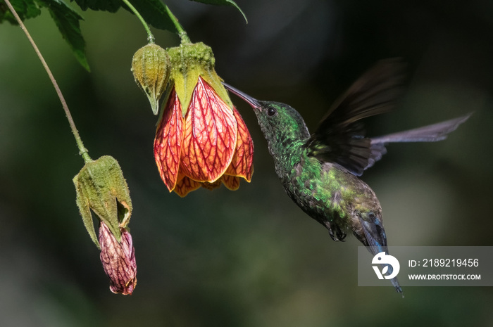 Symbiosis of the hummingbird and the flower