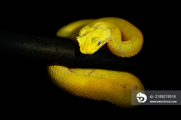 Eyelash Viper-在中美洲和南美洲发现的施莱格里毒斑蝰