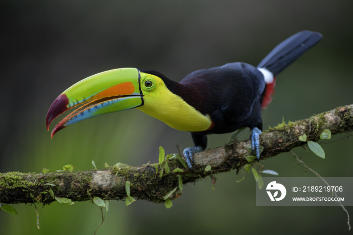 Keel-billed Toucan - Ramphastos sulfuratus, large colorful toucan from Costa Rica forest with very c