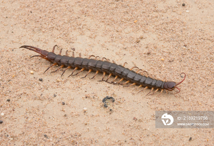 Brown centipede on sand