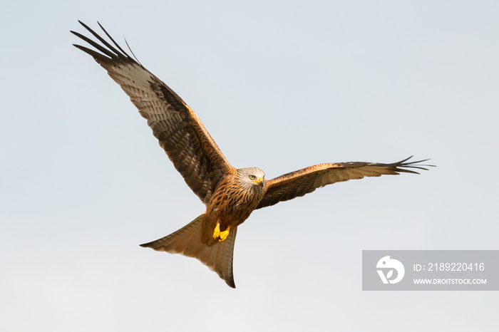 Awesome bird of prey in flight