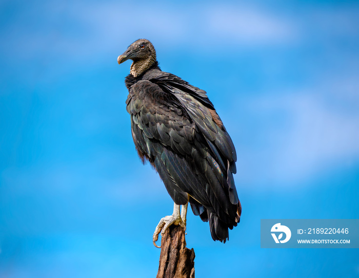 黑色秃鹫栖息在蓝天背景下