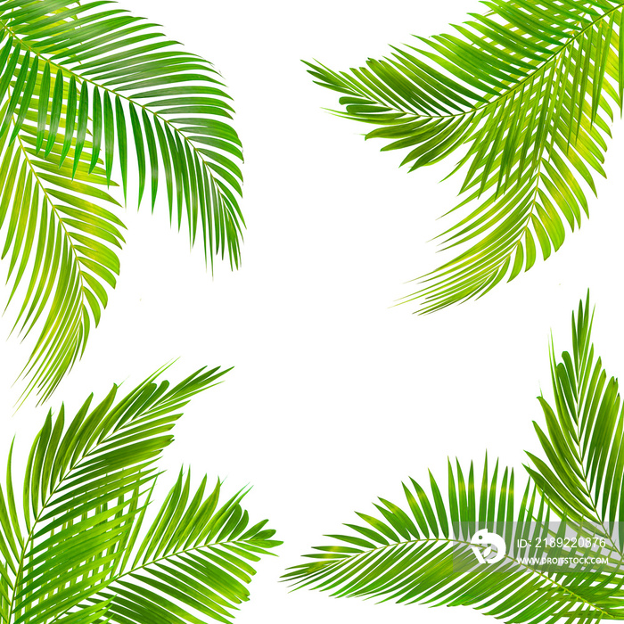 palm leaves on white background