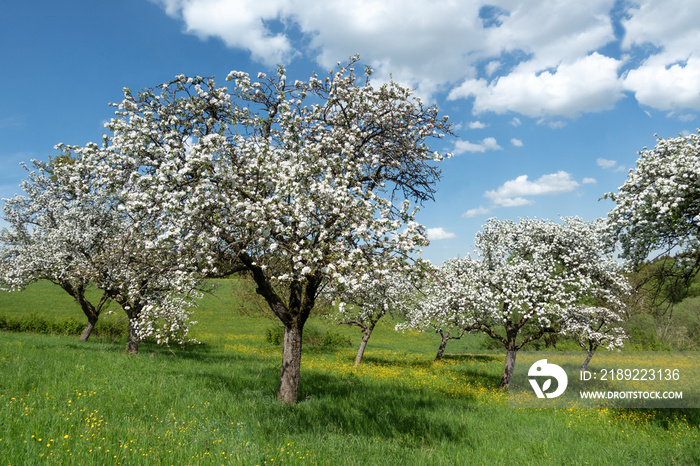 Blühende Apfelbäume in einem Obstgarten