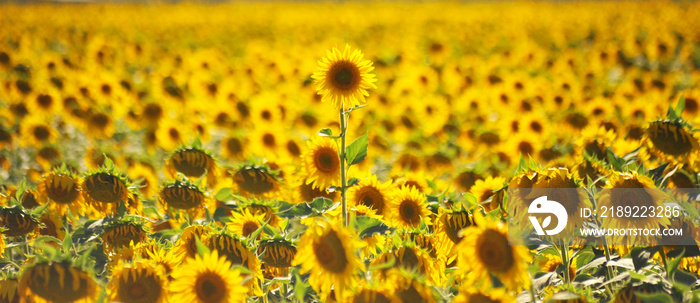 un girasol solitario