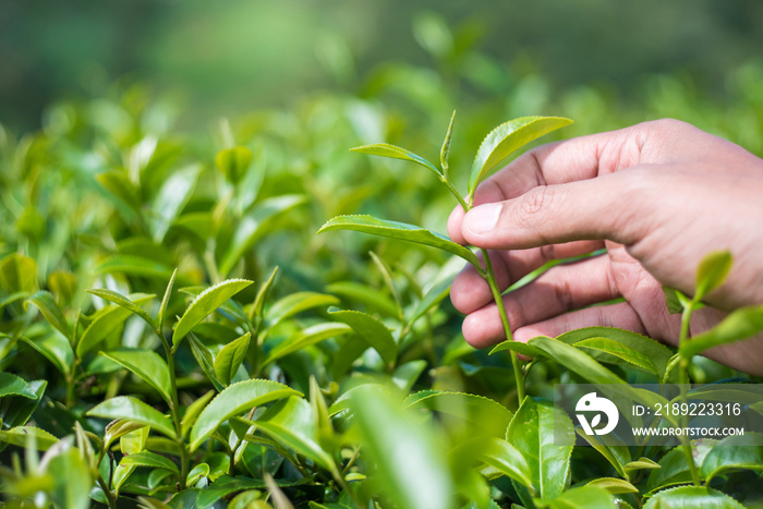 Man hand picking fresh tea leaves.