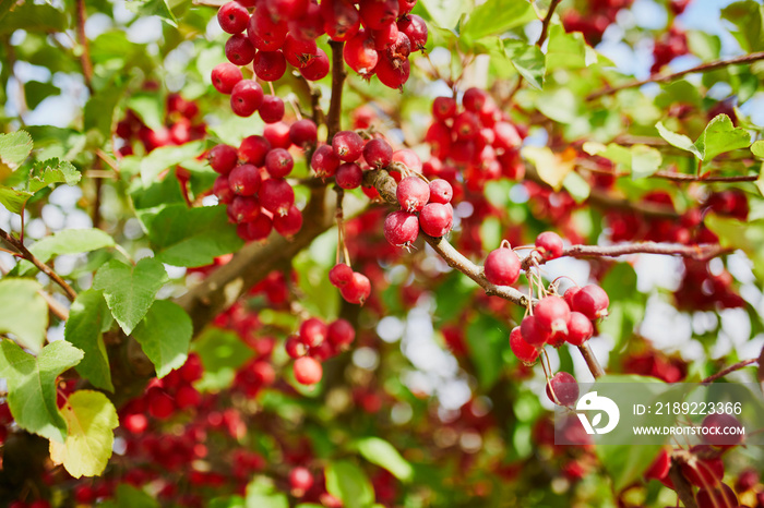 Red ripe apples on a branch of crabapple tree