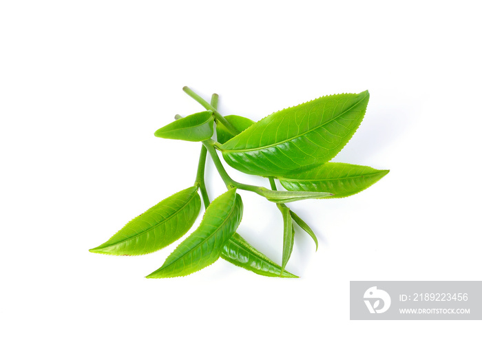 Green tea leaf isolated on white background