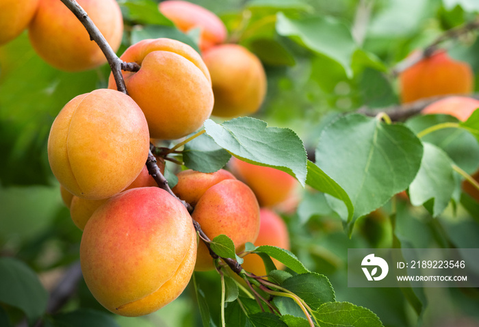 Ripe apricots in the orchard