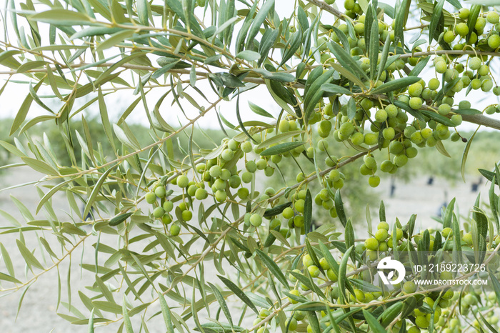 Aceitunas en la rama del árbol