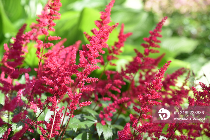 Astilbe rose au printemps au jardin