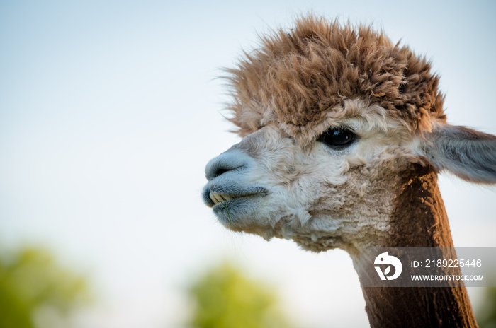 portrait of a alpaca, isolated face. cute funny expression