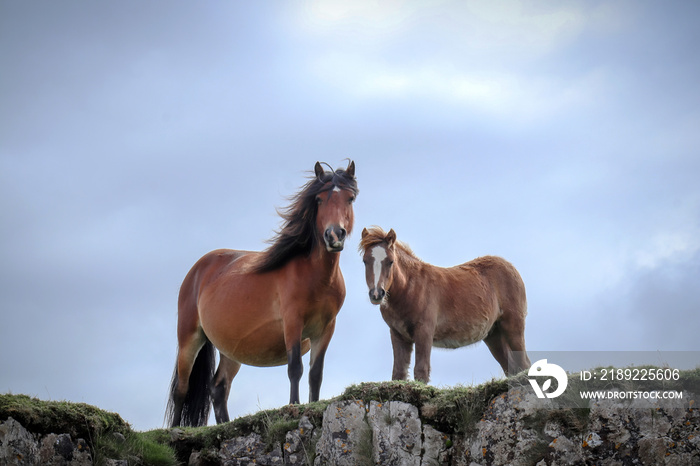 Wild Welsh Mountain Ponies in Brecon Beacon National Park