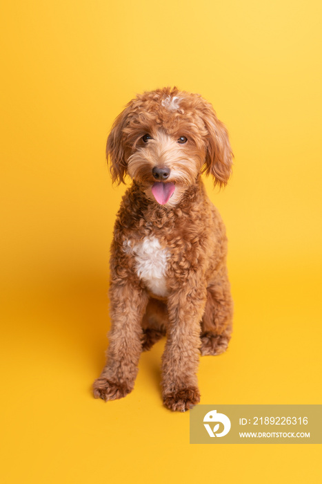 Mini goldendoodle, golden doodle puppy in a studio on yellow background