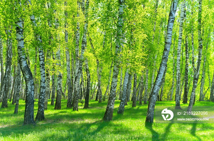birch grove on a sunny day