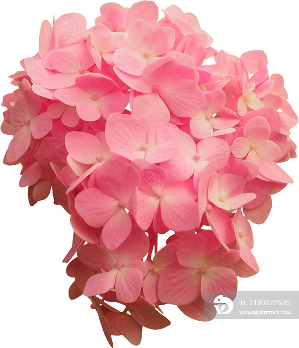 Pink Flower Isolated