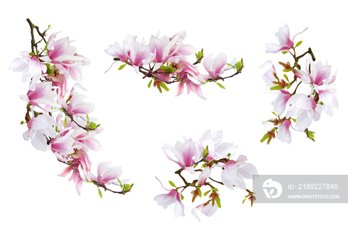 Bright big pink- white magnolia branches white isolated