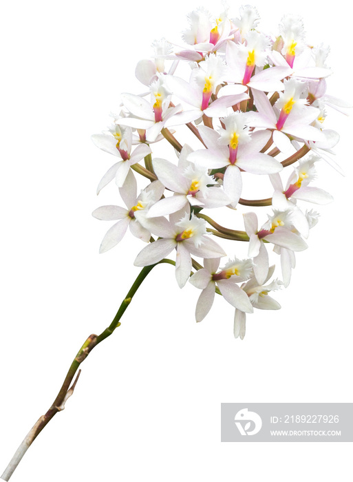 Orchids Flowers  Isolated