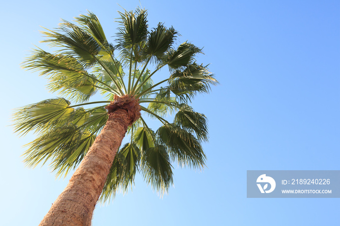 Palm trees low angle view.