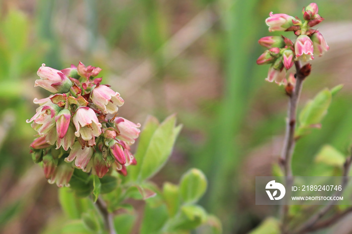 Macro of wild blueberry blossoms in spring