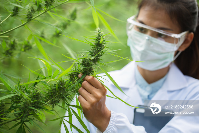 Marijuana Researcher, Female scientist in a hemp field checking plants and flowers, alternative herb