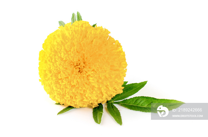 Yellow marigold. Isolated on a white background with clipping paths.