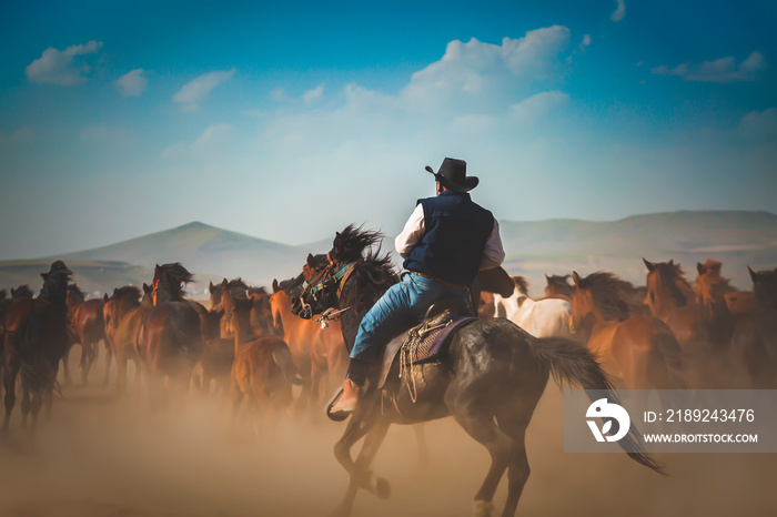 Images of wild horses at sunset. (Yılkı Atları). Hürmetçi, Kayseri, Turkey.