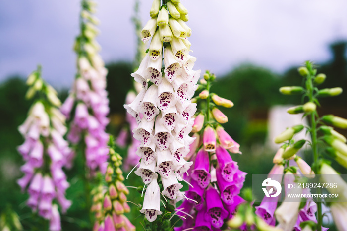 digitalis pink, garden flowers