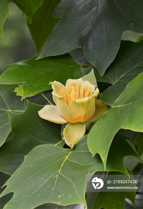 a flower of Liriodendron tulipifera